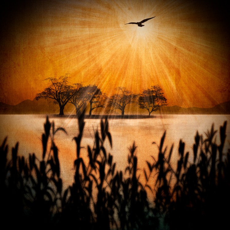 Sun and Bird - Illustration