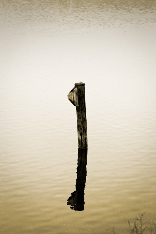 Photo of piling in water